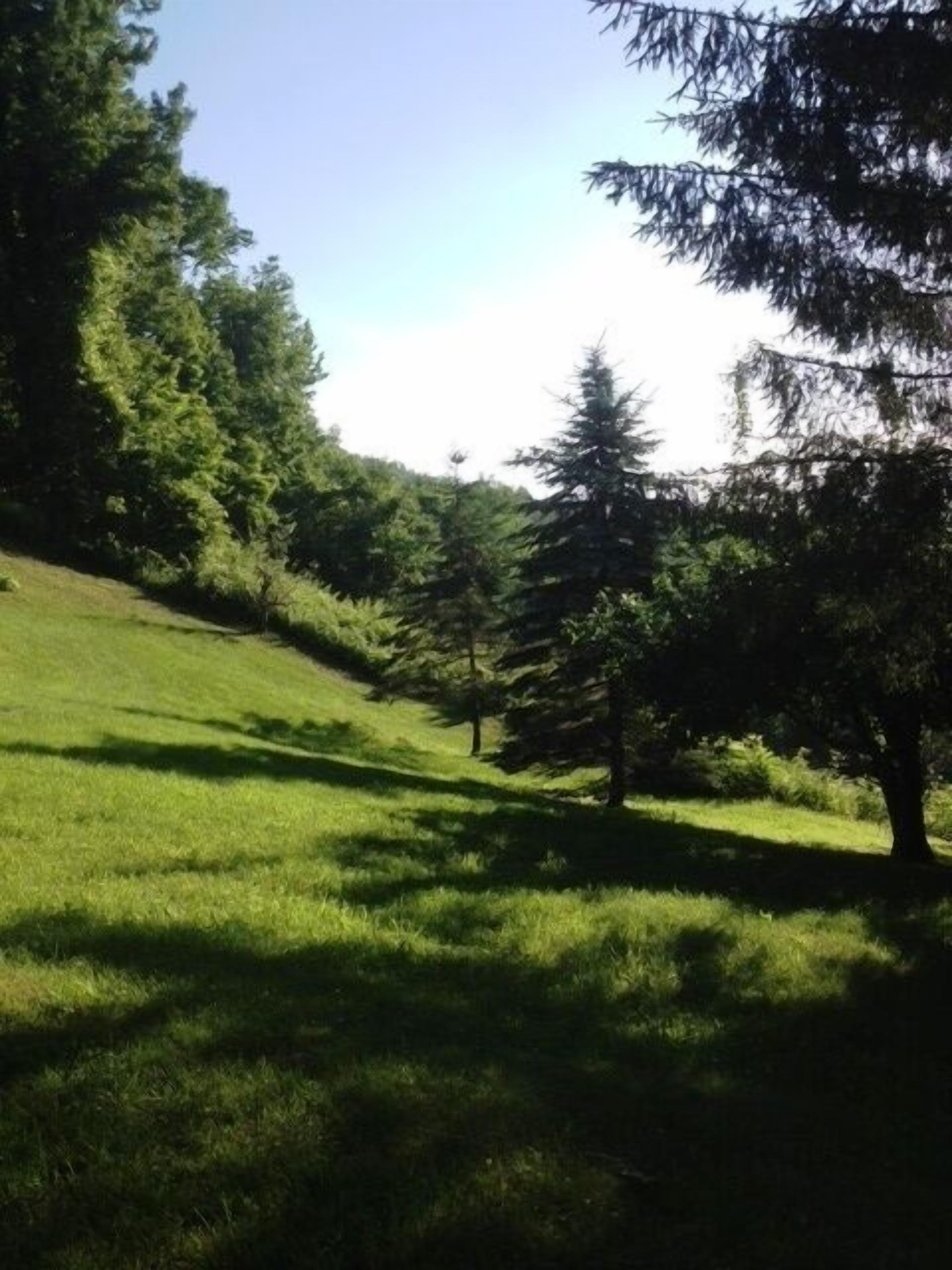 A grassy hillside with trees and a clear sky.