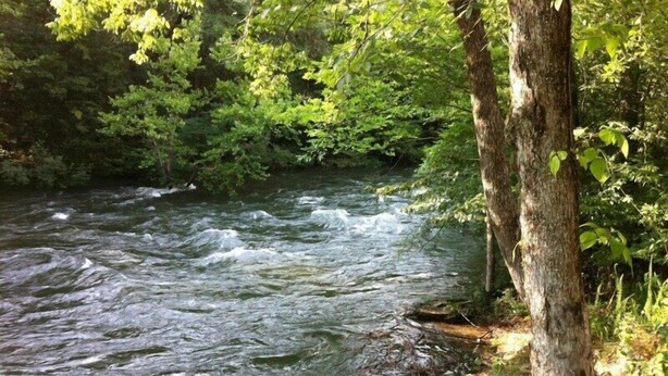 A river flowing through a forested area with trees on the banks.