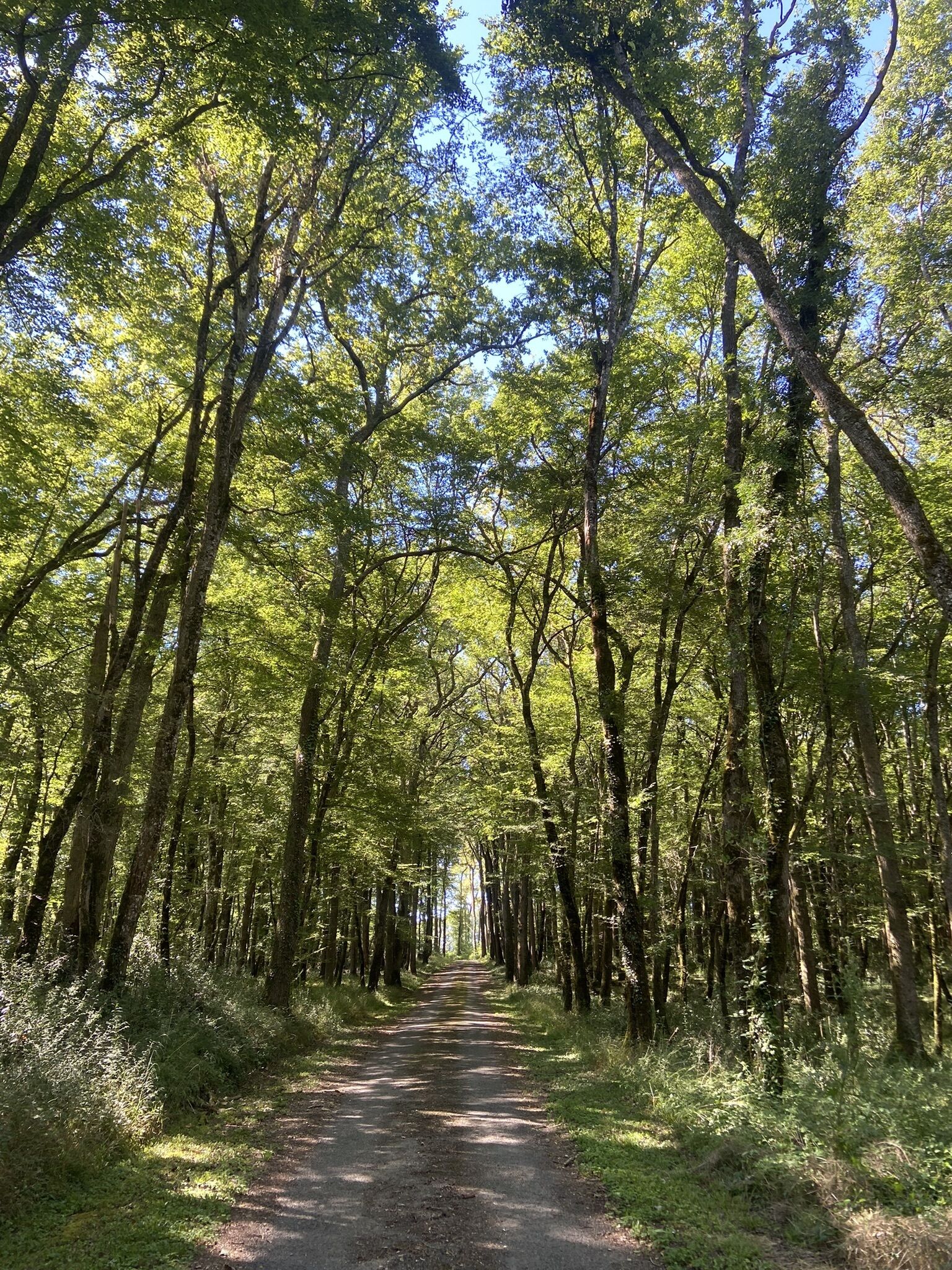Un sendero arbolado con árboles altos y un cielo despejado.