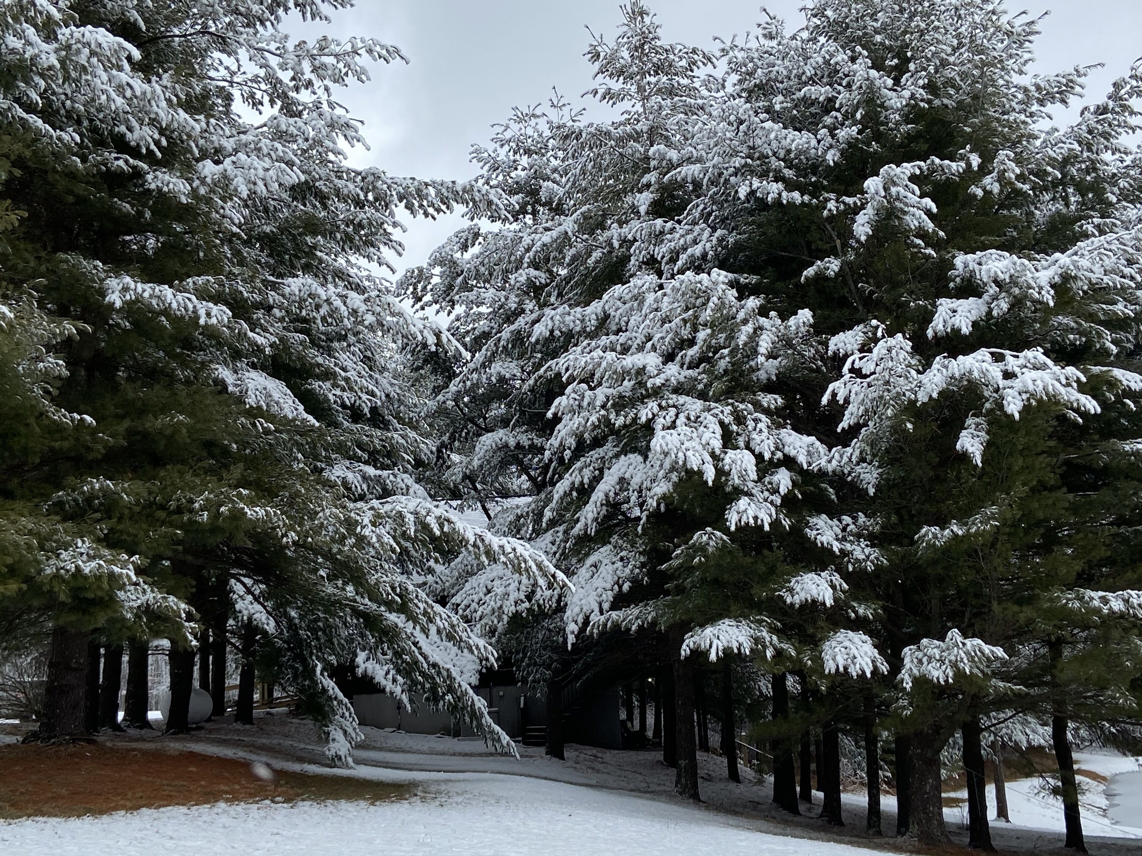 A snow-covered forest with tall evergreen trees.