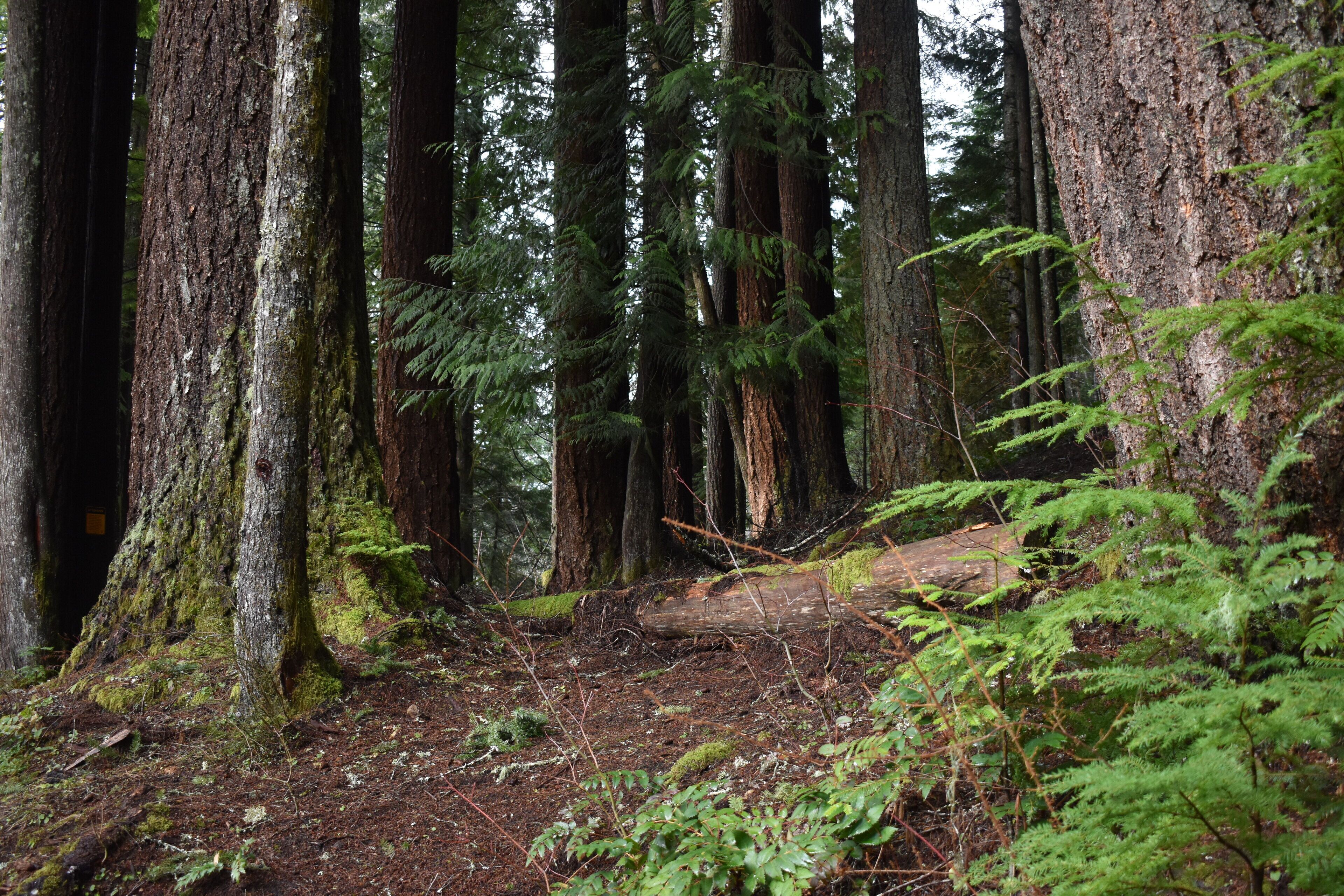 A dense forest with tall trees and a fallen log.