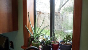 A window with several potted plants on a wooden ledge. - Casita Dulce: 1 Bedroom., 1 Bath, AC, Private Garden – Easy Walk to all Santa Fe (Santa Fe)