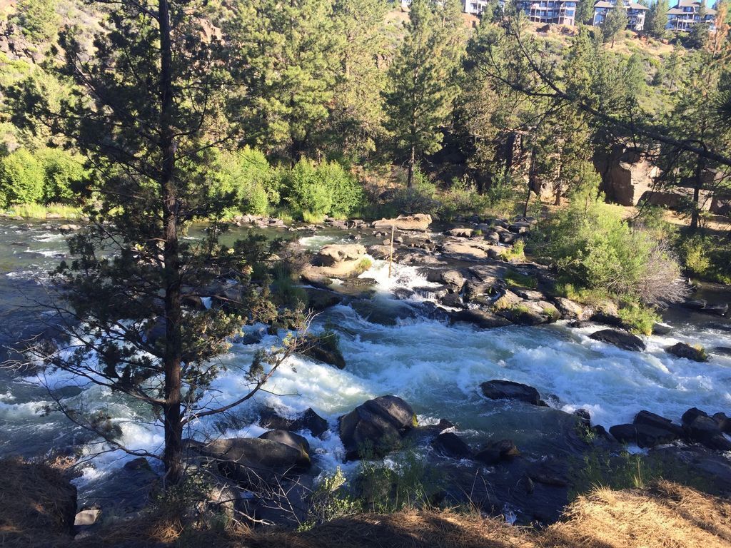 Ein Fluss mit steinigem Grund, umgeben von Bäumen und einer sanften Hügelkette im Hintergrund.
