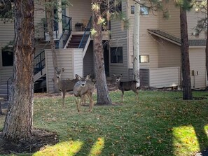 Property grounds - Summer in Bend at a Greatly Reduced Rate Due to Construction - READ DESCRIPTION (Bend)