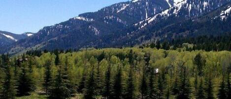 A mountainous landscape with dense forests and snow-capped peaks.