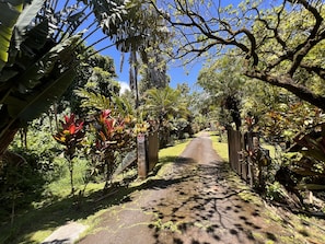 Stroll through a lush garden area, flanked by tropical plants and trees, along a well-maintained pathway.