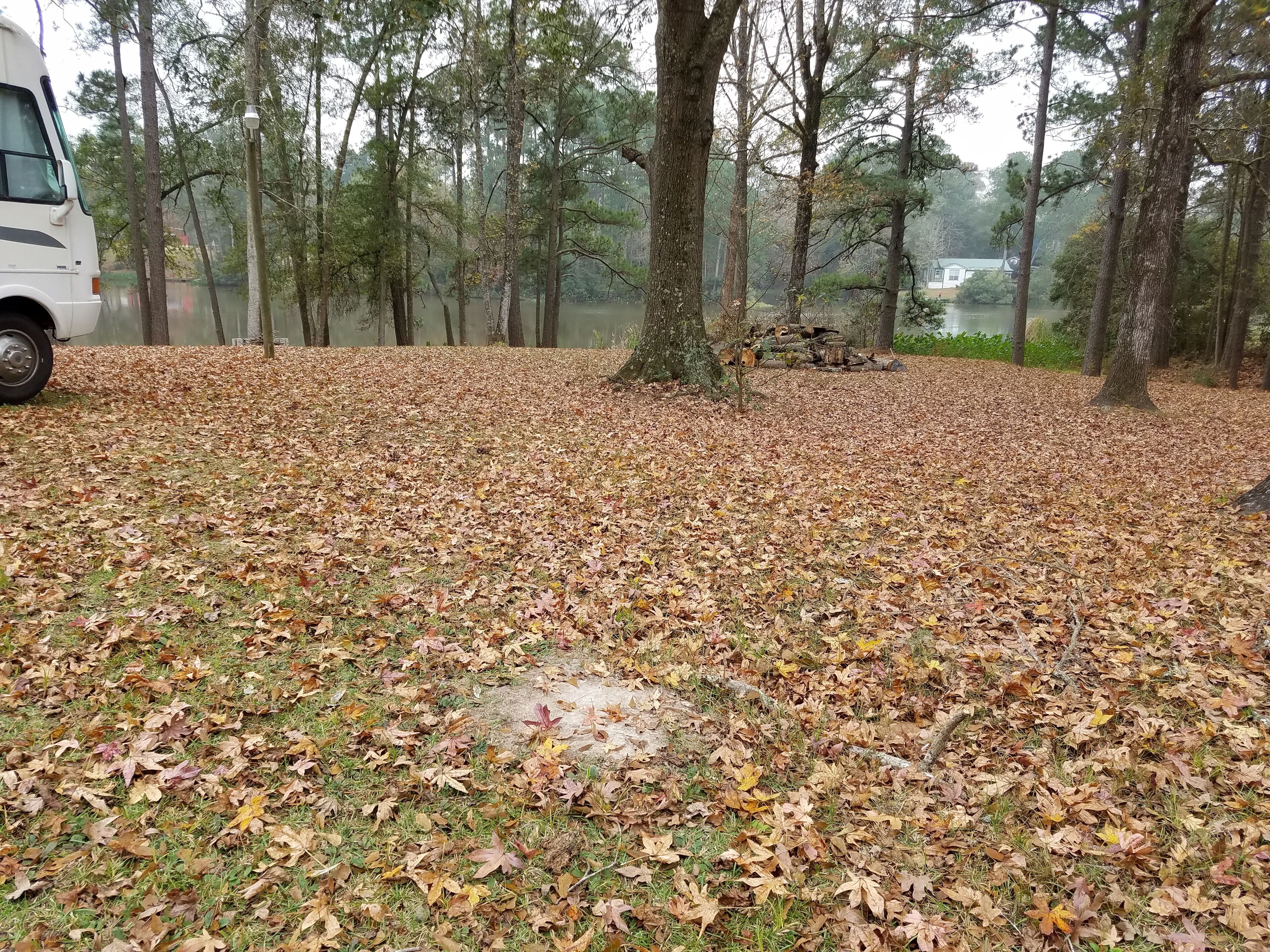 Fall leaves 