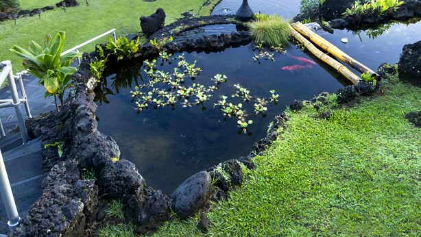 A landscaped garden with a pond, palm trees, and a view of the ocean. - Oceanview #105 at Hana Kai Maui - Sweet Studio Unit, Great View and Decor! (Hana)