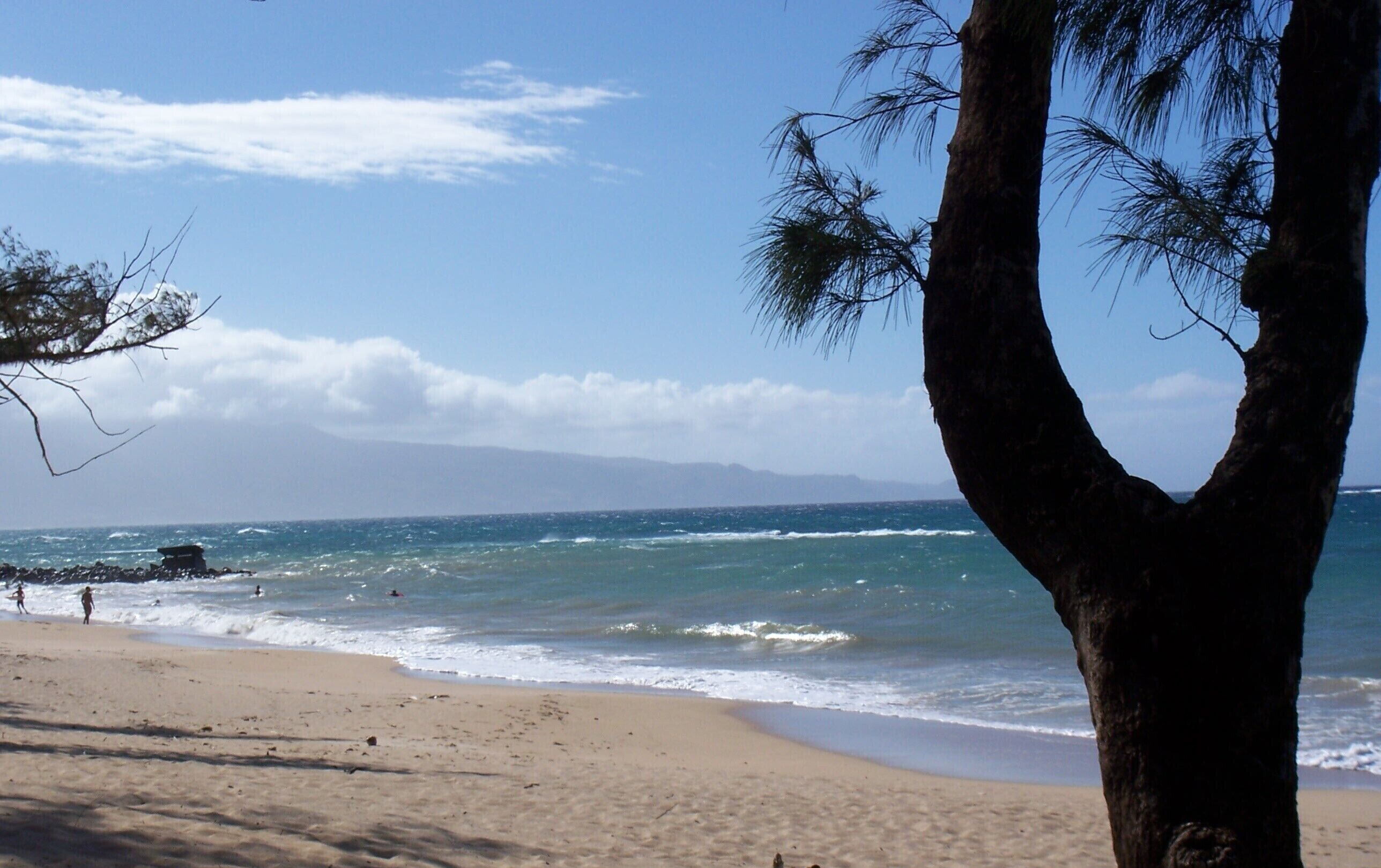 Una playa con cielo despejado, olas del océano y un árbol en primer plano.