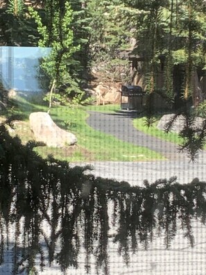 Terrain de l’hébergement 