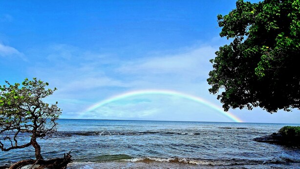 A beach with a rainbow over the ocean, a tree on the left, and a clear sky. - Beautiful Lahaina Side 2 BR Condo with Beach View B7 (Honokowai)