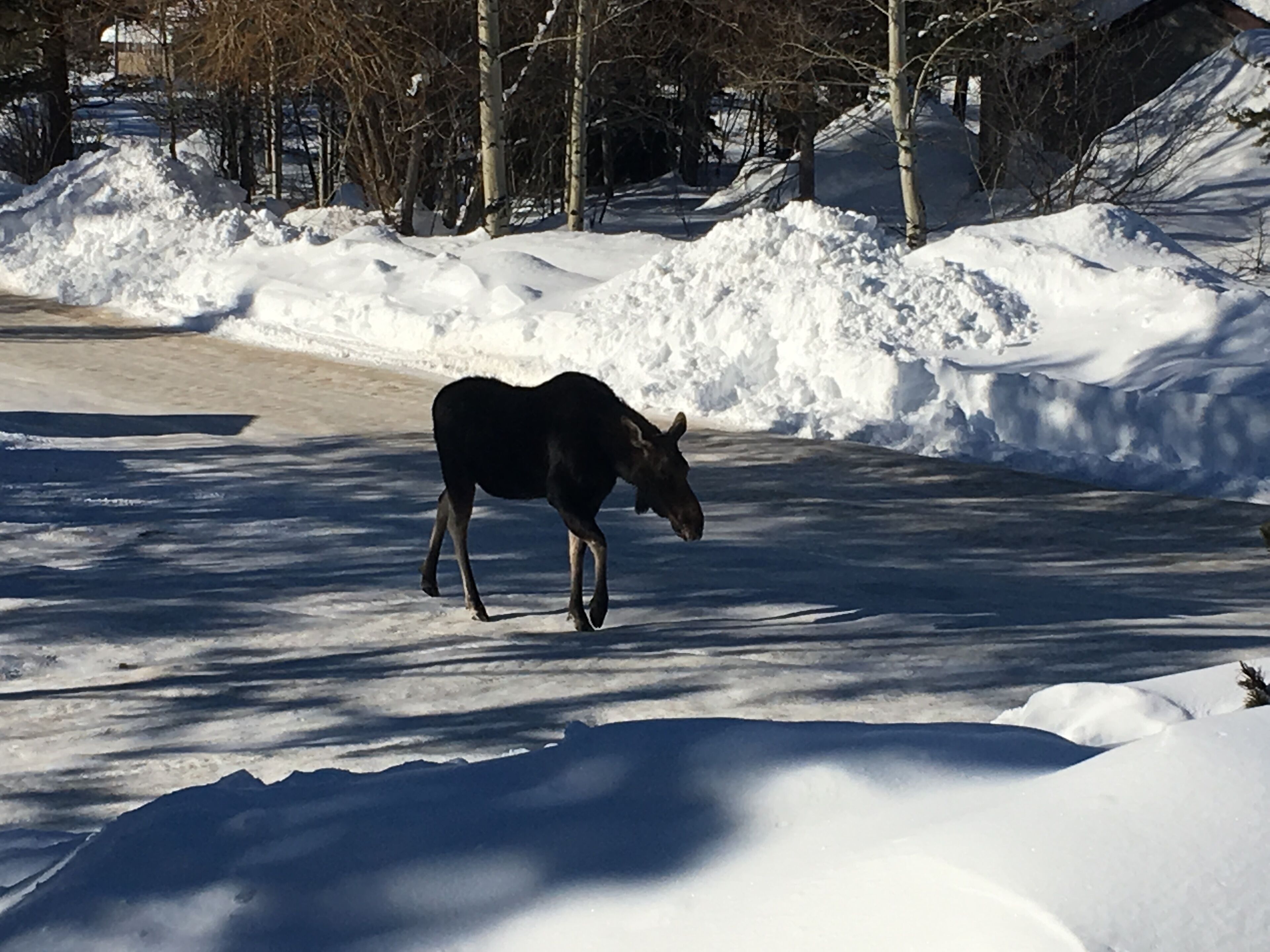 A moose standing in a snowy landscape with bare trees and snowbanks in the background.