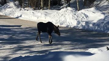 A moose standing in a snowy landscape with bare trees and snowbanks in the background.