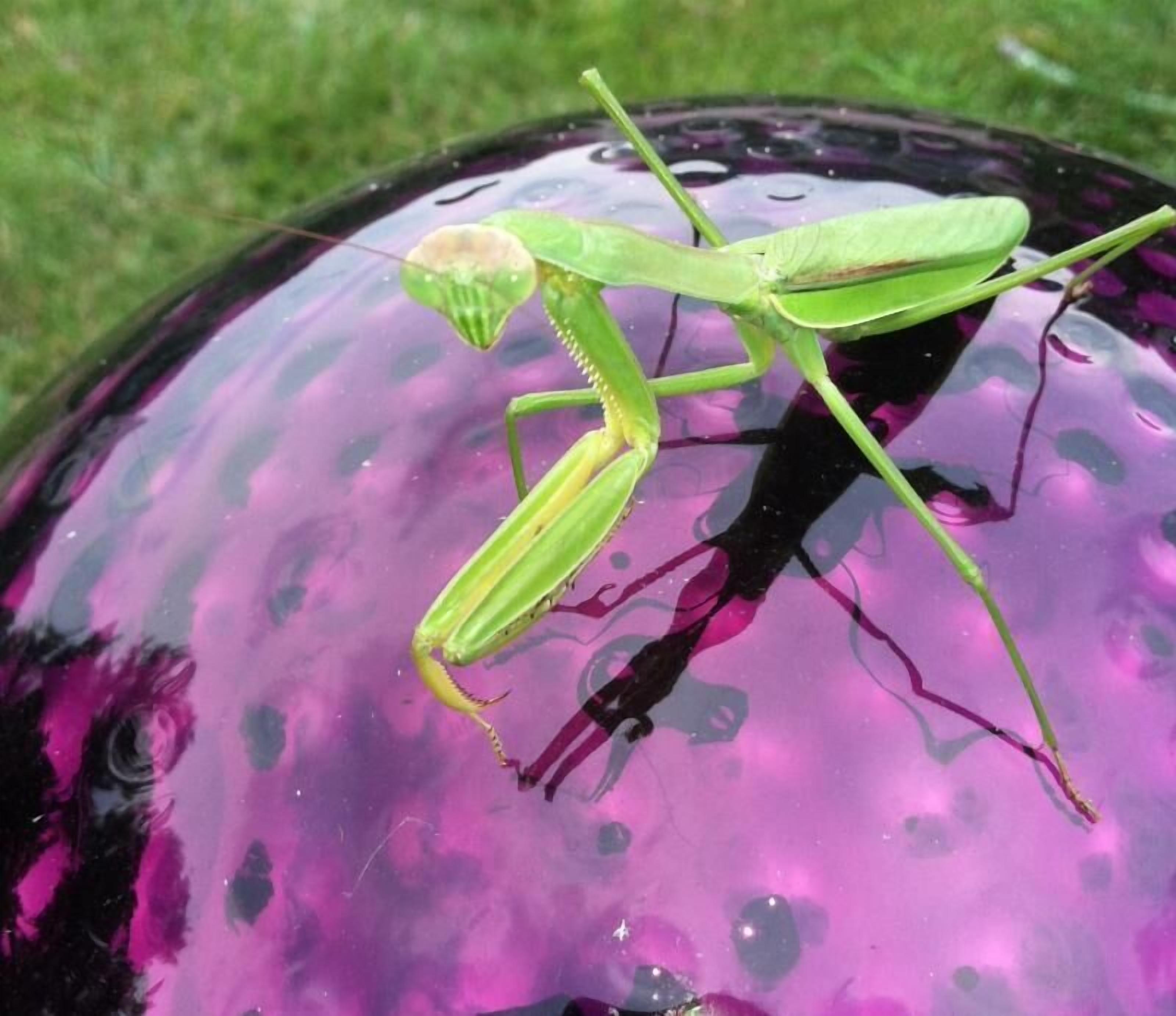 Una mantis religiosa verde sobre un objeto morado.