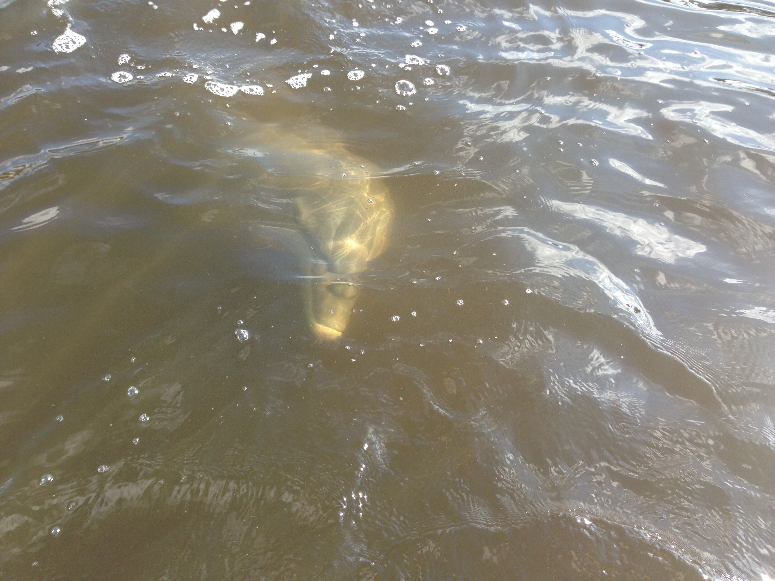 Een vis zwemt in troebel water.