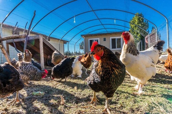 A chicken coop with a curved roof structure, surrounded by a wire fence.