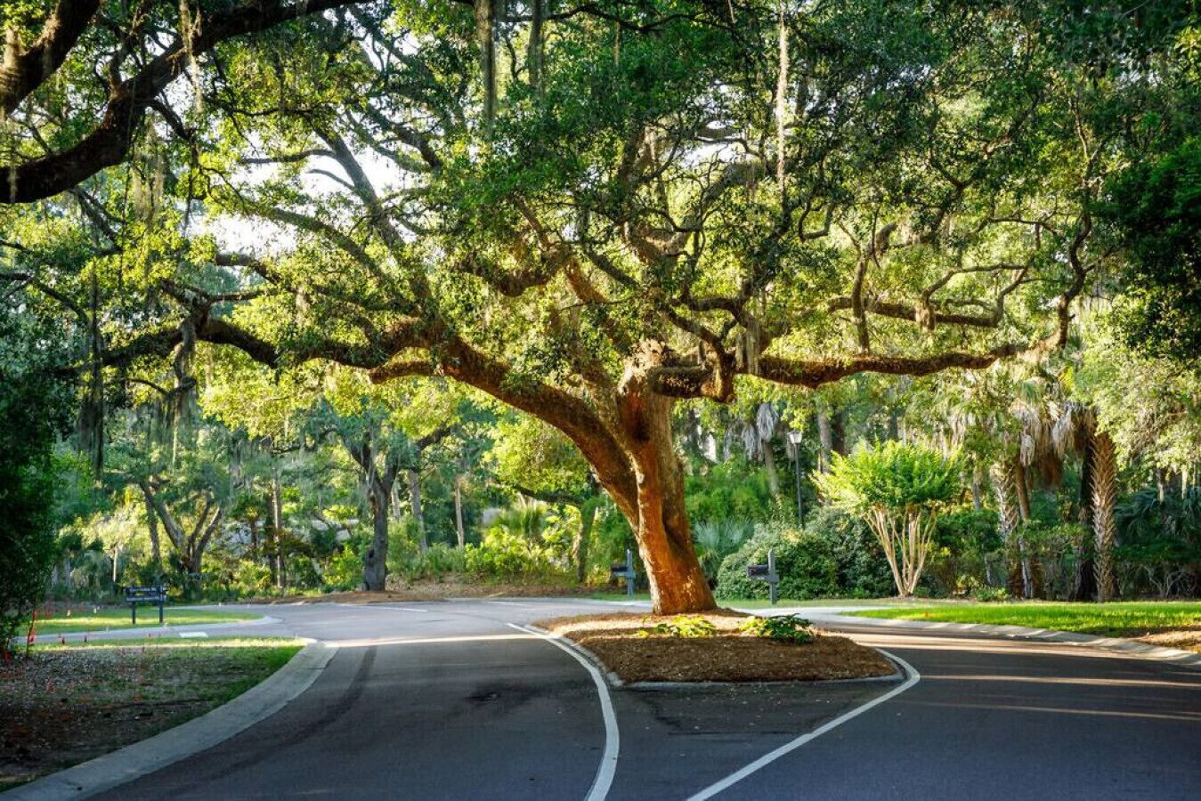Ruas arborizadas com estrada sinuosa e calçada.