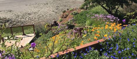 A garden with a variety of flowers and a wooden deck overlooking a beach.