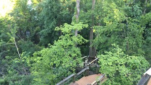 Een houten brug in een bebost gebied met weelderige groene begroeiing.