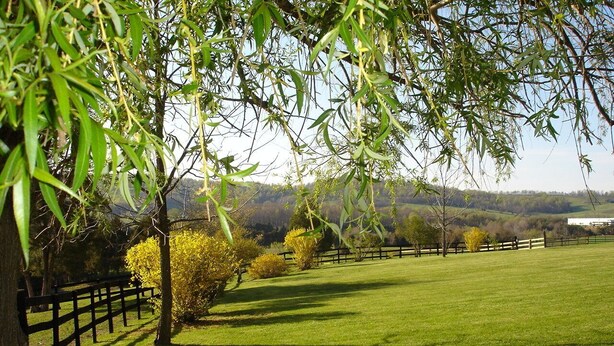 A grassy field with a wooden fence, trees, and a distant building.
