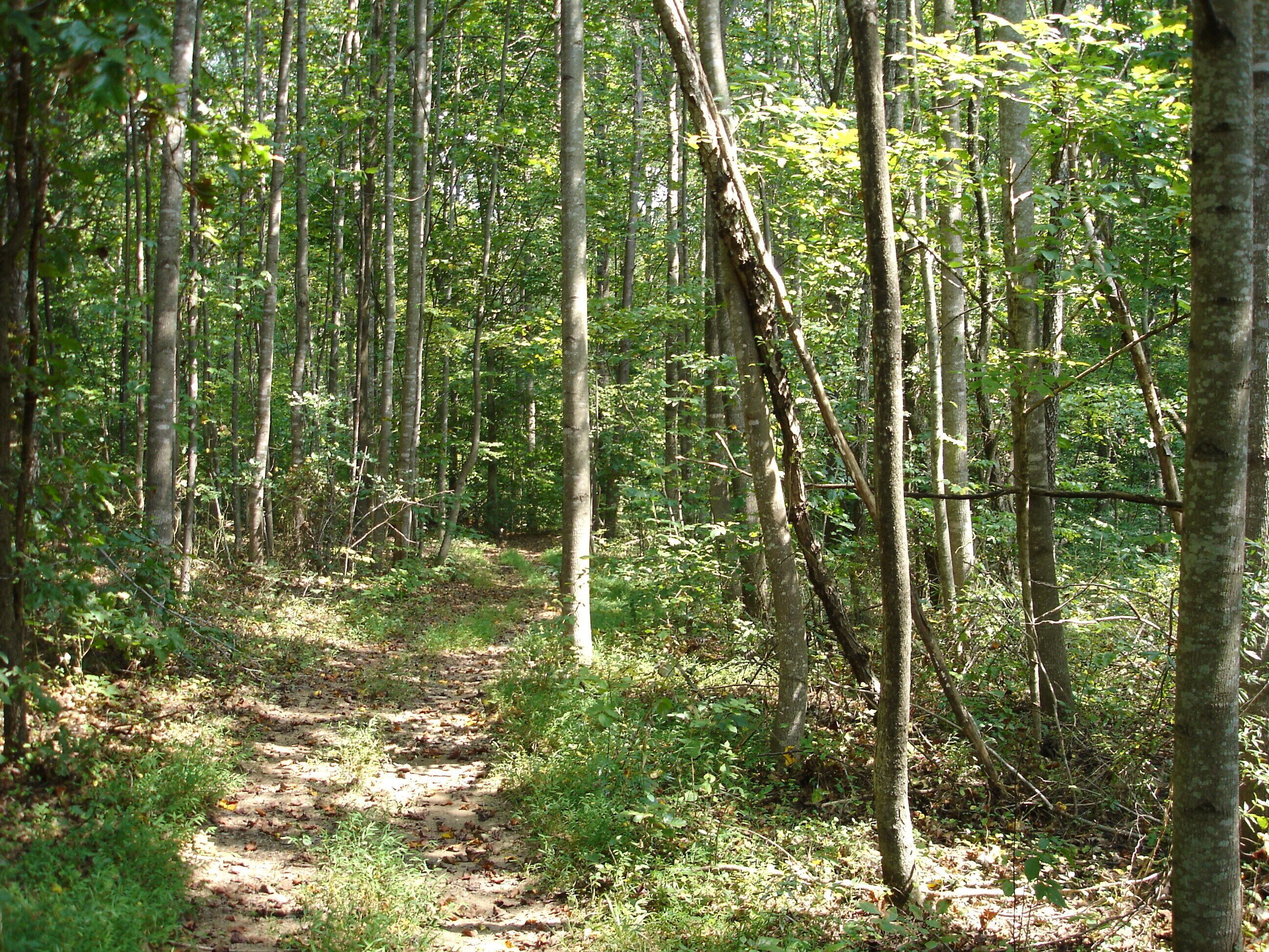 A forested path with tall trees and underbrush.