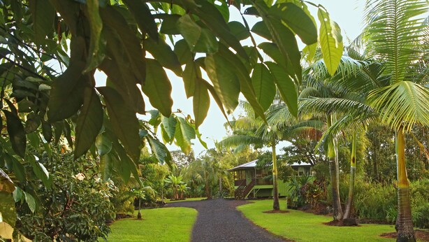 A pathway leading to a building surrounded by lush greenery and palm trees. - Secluded garden bungalow in the jungle with air conditioning. (Keaau)