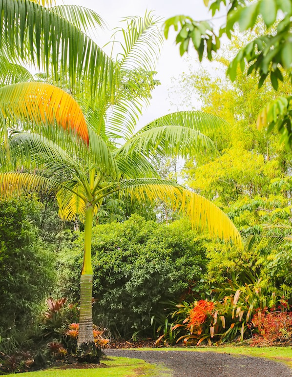 A lush garden with a prominent palm tree, dense foliage, and various tropical plants. - Secluded garden bungalow in the jungle with air conditioning. (Keaau)