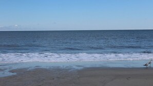 A beach with calm waves and two seagulls on the sand. - Oceanfront condo, steps to beach & pool, across from Coligny Plaza! (Hilton Head)