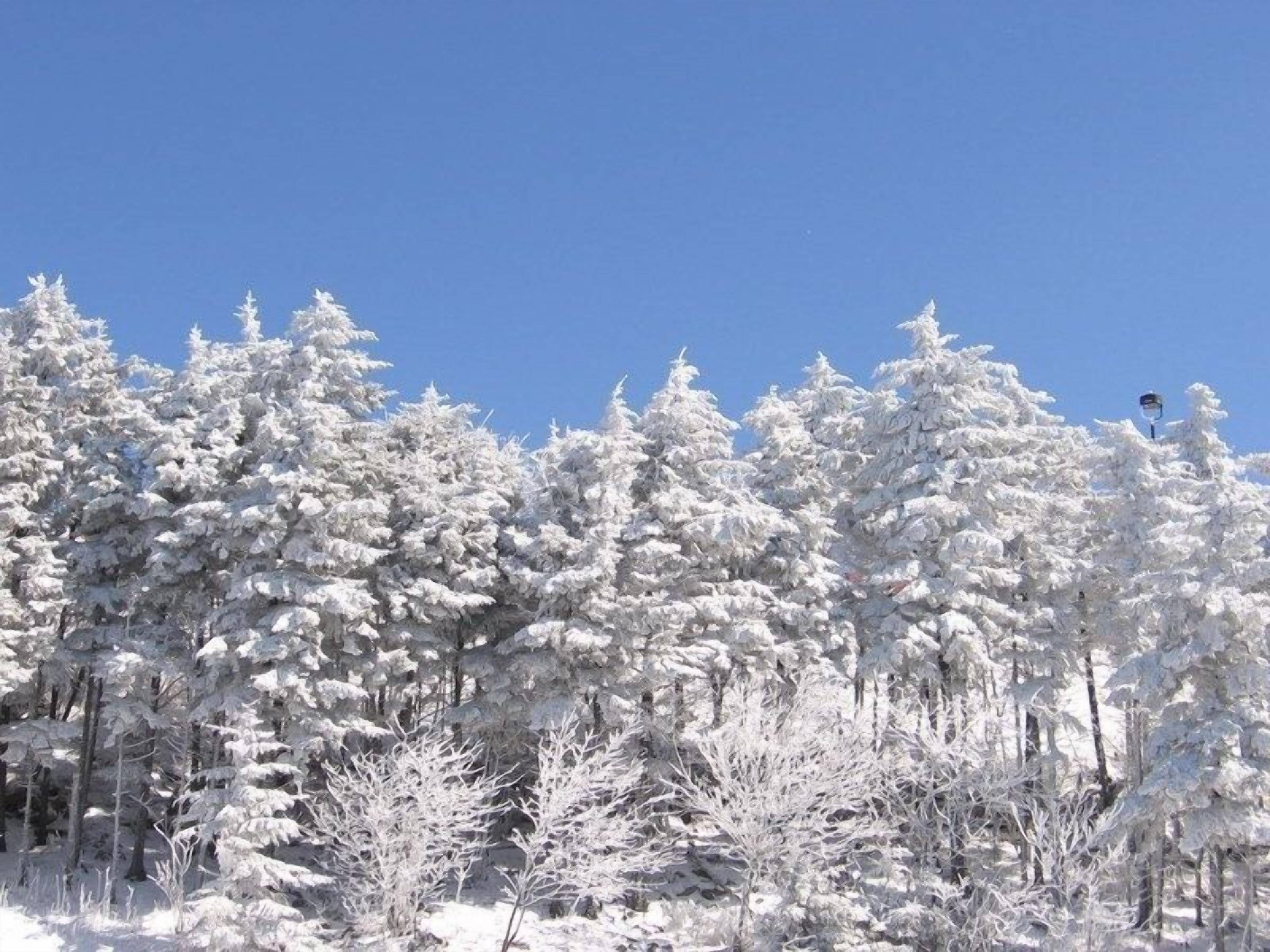 A dense forest of snow-covered trees under a clear blue sky.