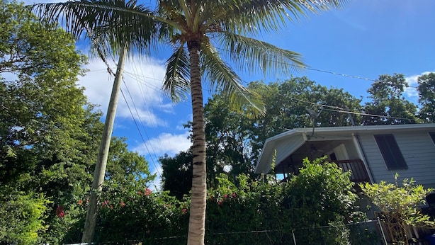 A tall palm tree with a gravel ground, surrounded by greenery and a house with a porch. - Unique Houseboat on Dry Lot-Perfect Romantic Getaway Or Family Friendly & Pet OK (Key Largo)