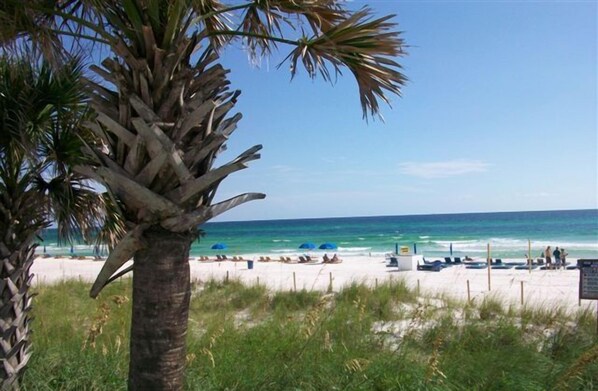 A beach with a palm tree, a sandy shore, and the ocean.