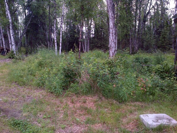 Ein bewaldetes Gebiet mit dichter Vegetation und einer Betonplatte im Vordergrund.