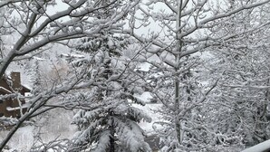 A snow-covered tree with a wooden railing in the foreground. - Deer Valley Townhouse, with New Private Hot Tub Just Steps Away from the Bus (Park City)