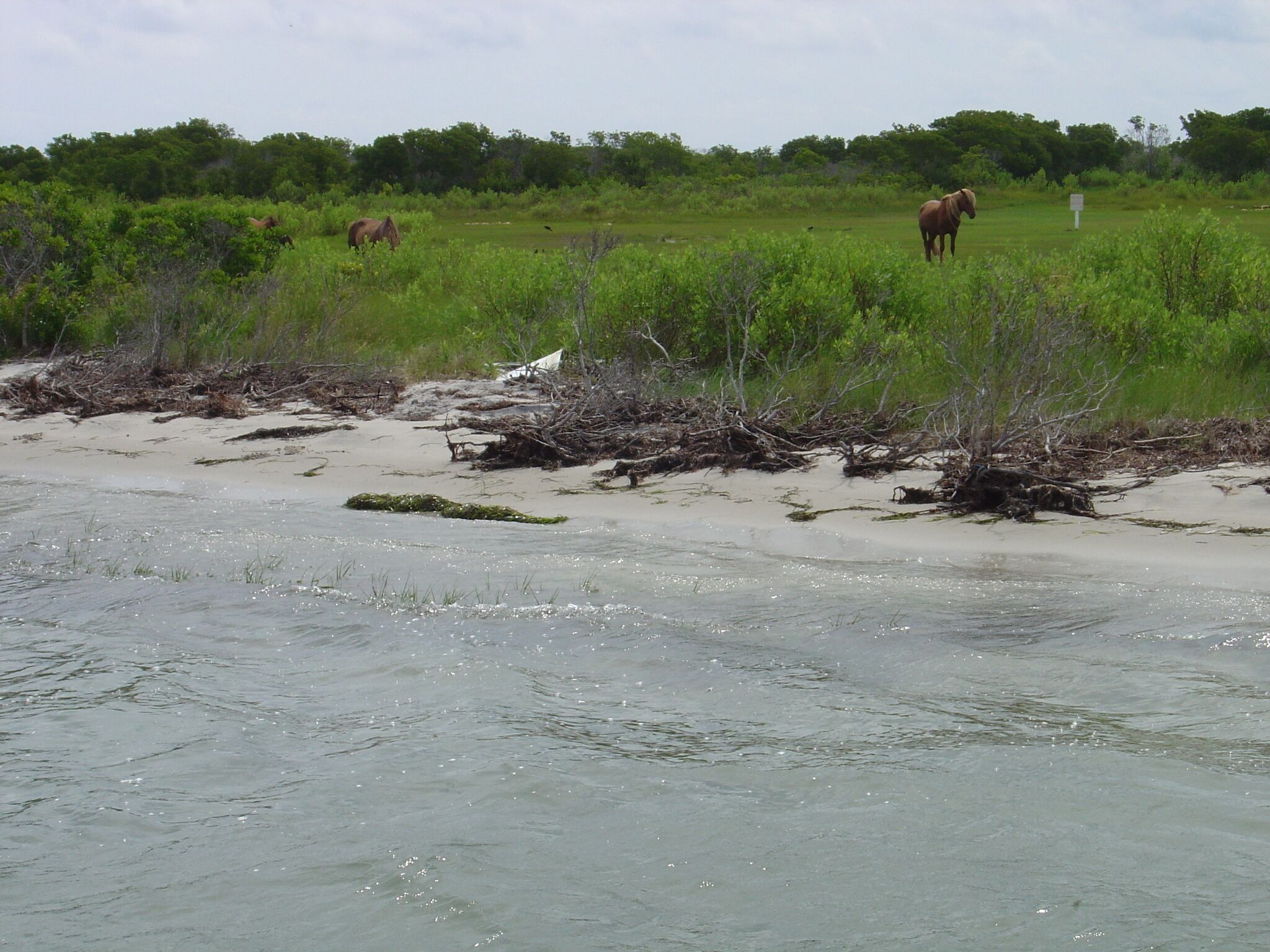 A beach with horses grazing in the background and a signpost in the distance.