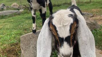 Una cabra de orejas grandes parada sobre una roca en un campo con hierba.