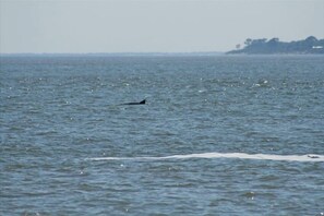 Ranta lähistöllä, aurinkotuoleja, rantapyyhkeitä