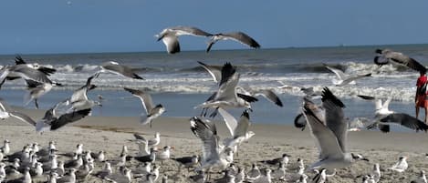 Plage, chaises longues