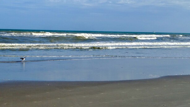 A beach with waves and a bird on the sand. - Right on the Beach,  Ocean View, Modern 2BR/2B, 2 balconies (Cocoa Beach)