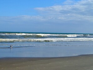 A beach with waves and a bird on the sand. - Right on the Beach, Ocean View, Modern 2BR/2B, 2 balconies (Cocoa Beach)