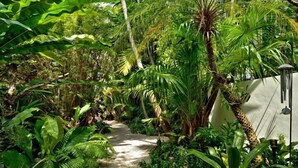 Un sentiero immerso nel verde, con palme.