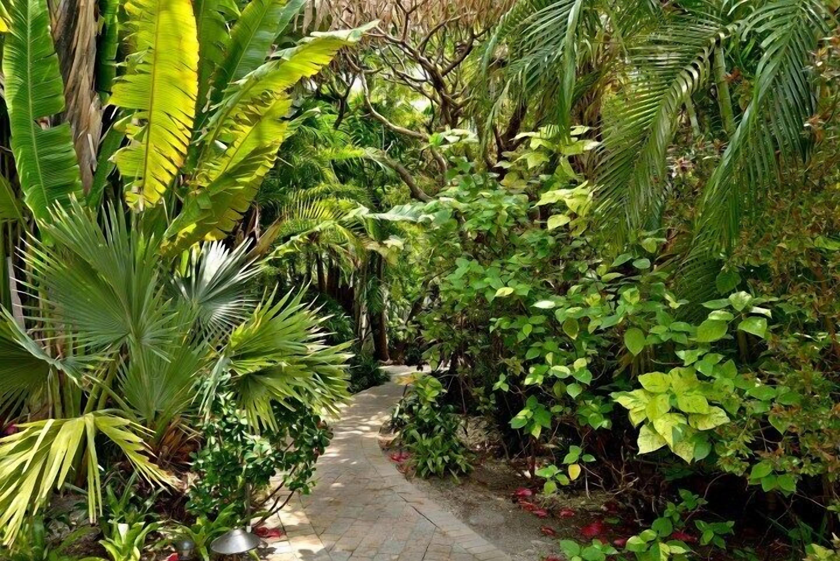A narrow stone pathway surrounded by dense tropical foliage.