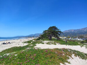 Playa en los alrededores, camastros y toallas de playa 