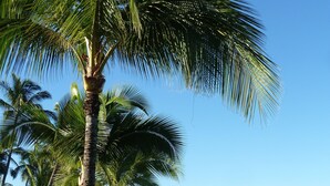 Ein Strand mit Palmen und Wellen.