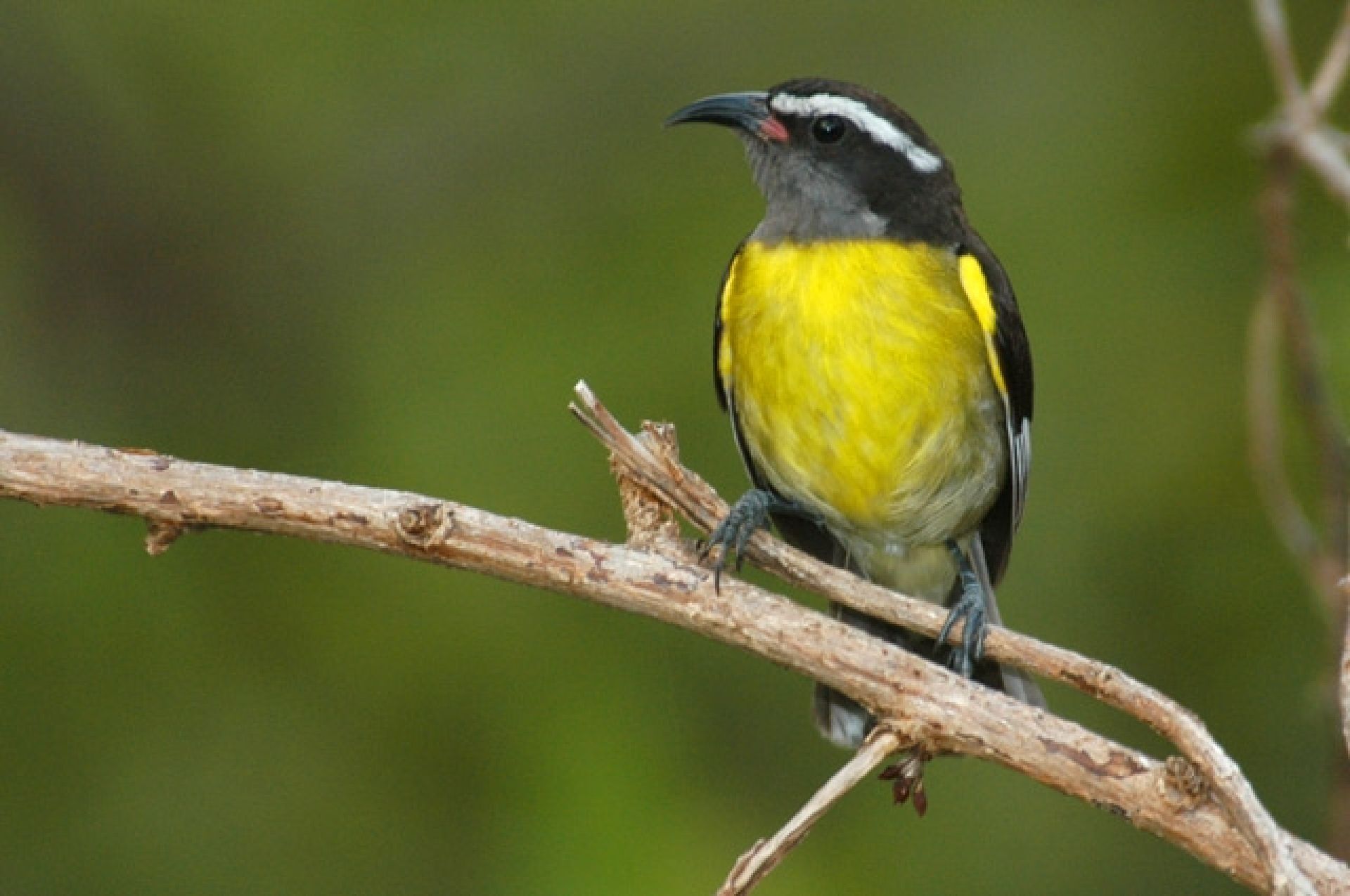 A bird perched on a branch.