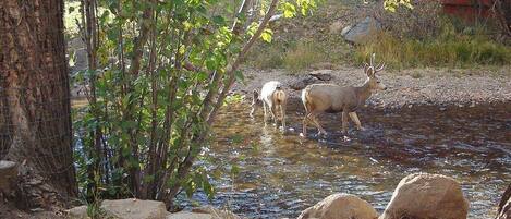 A natural setting with a stream and rocks.
