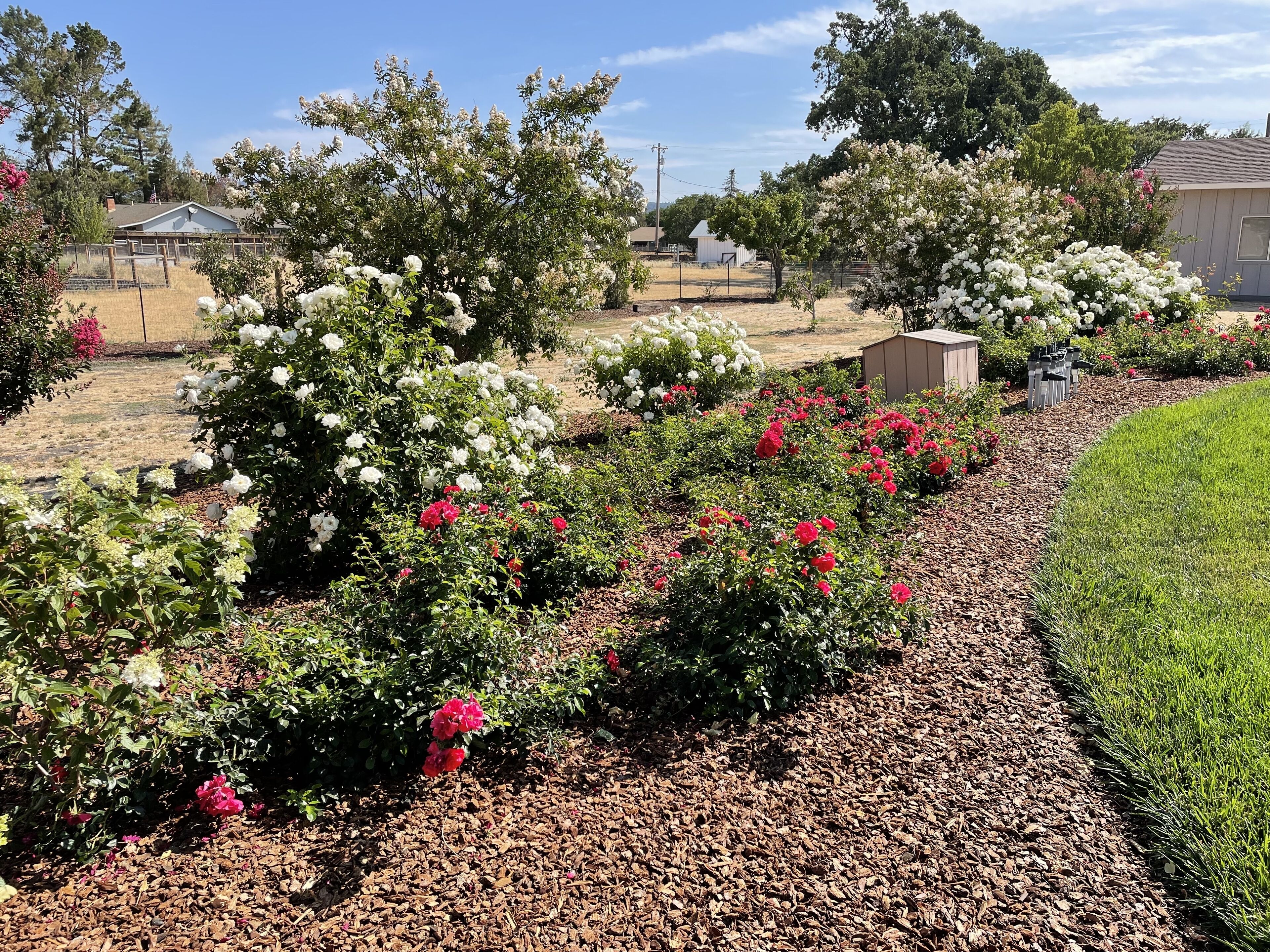 Un jardin agrémenté de diverses plantes à fleurs et un petit abri de jardin.