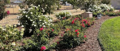 Un jardin agrémenté de diverses plantes à fleurs et un petit abri de jardin.
