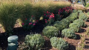 Un jardín con diversas plantas y flores, una estructura metálica de techo y una casa al fondo.