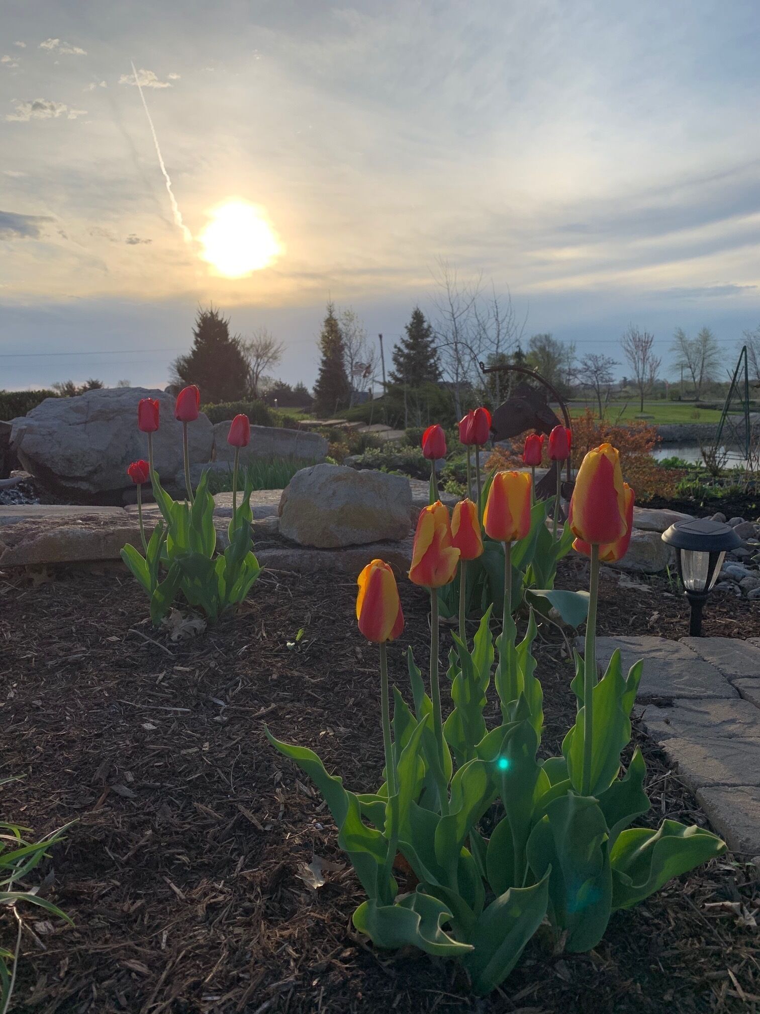 Un jardín con tulipanes y un sendero de piedra.