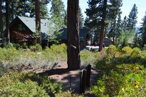 Escape to a secluded cabin nestled among tall trees, surrounded by a dense forest.